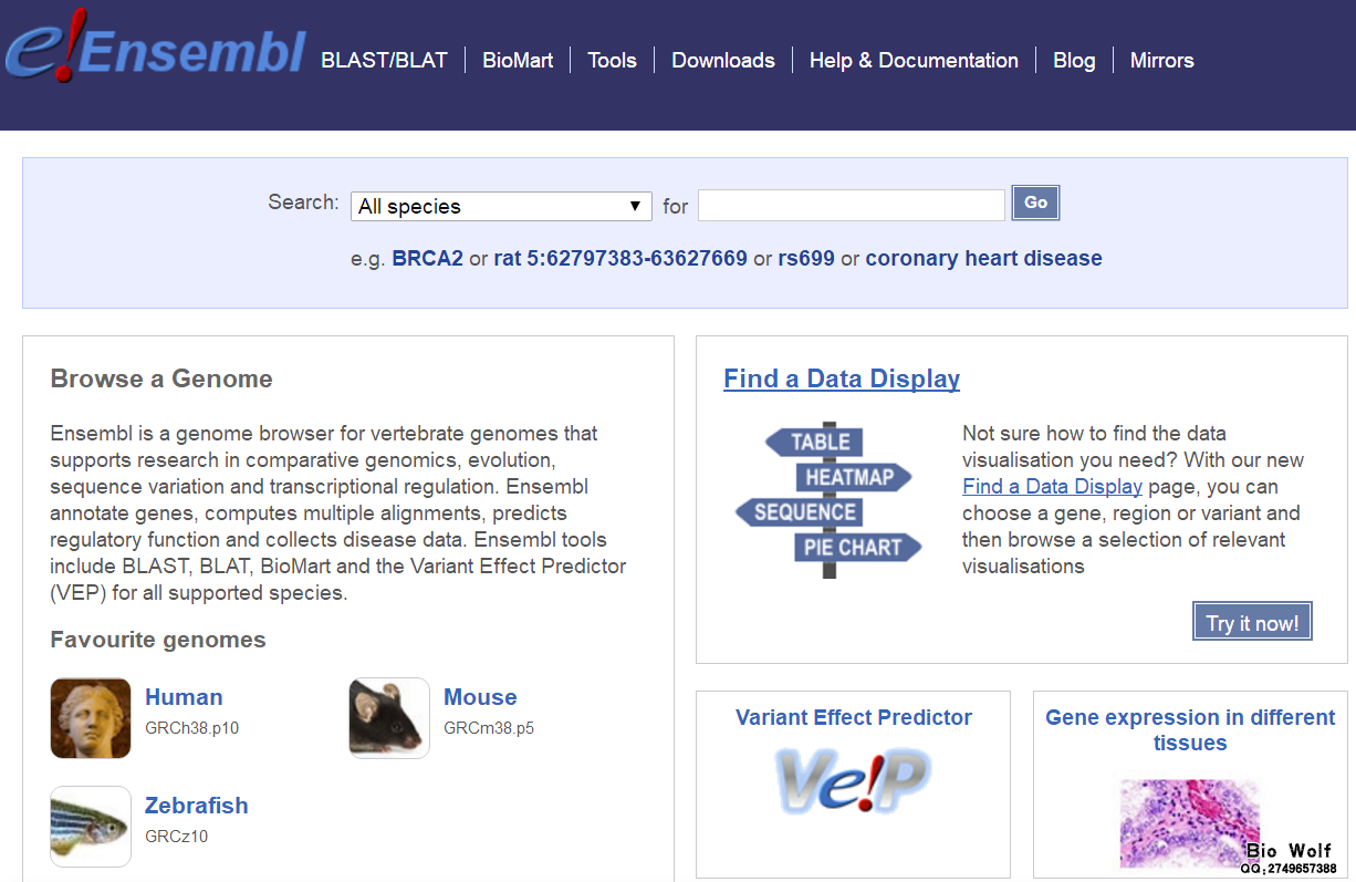 ensembl网站截图