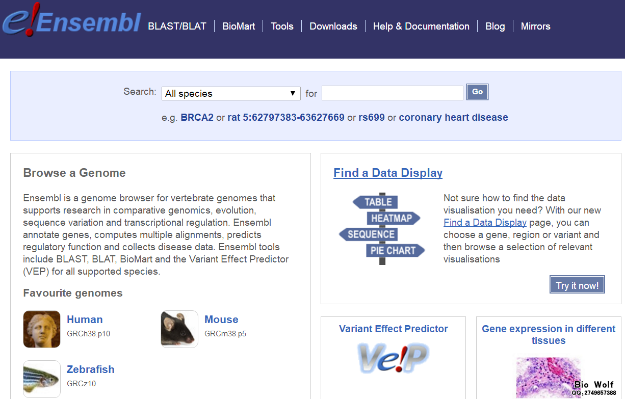 ensembl网站截图