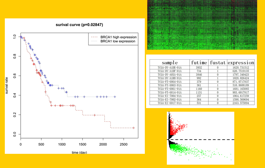 TCGA数据视频课程4