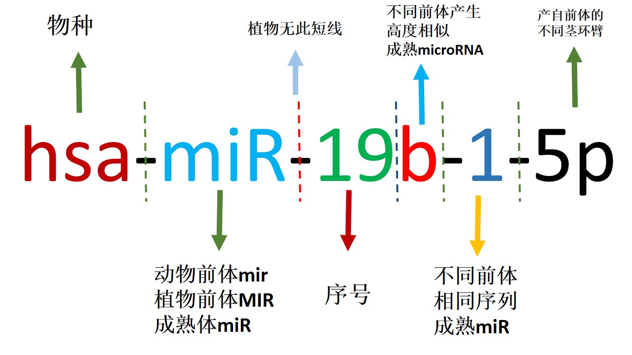 miRNA命名规则