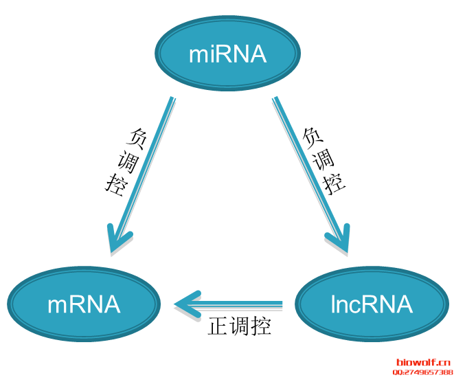 调控网络